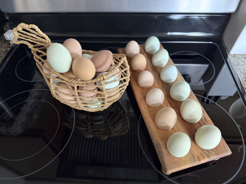Collecting Fresh Eggs from Our Chickens