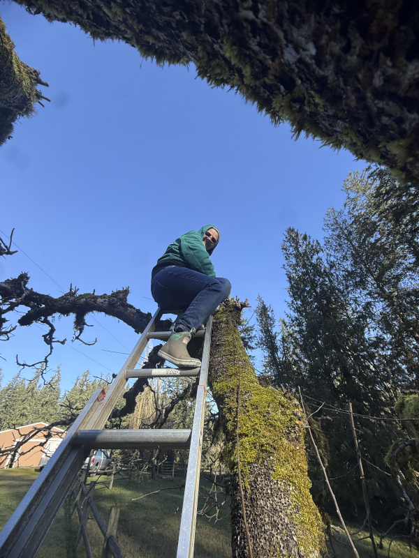 Deena Pruning Apple Trees