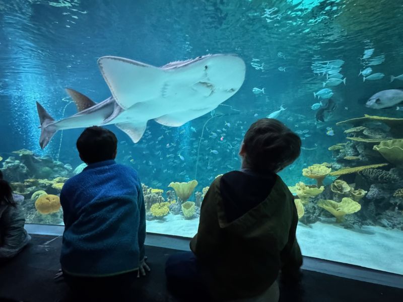 At the Aquarium 